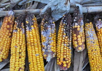 Corn cobs are affected by fusarium - the causative agent of Fusarium moniliforme