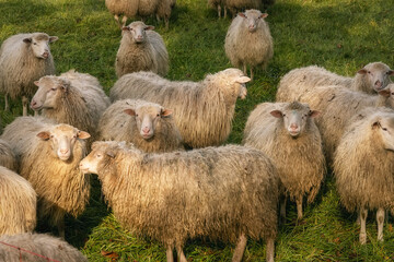 Flock of sheep in the pasture, rural Germany, outdoor background