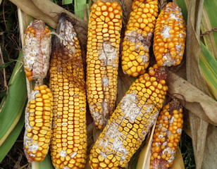 Corn cobs are affected by fusarium - the causative agent of Fusarium moniliforme