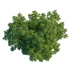 Obraz premium Populus tremula tree plan, top view, cutout, 8k png, isolate, transparent background, Lush green tree canopy providing cool shade on a warm summer day