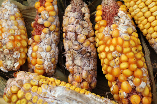 Corn cobs are affected by fusarium - the causative agent of Fusarium moniliforme