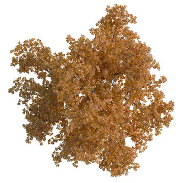 Quercus rubra tree plan, top view, cutout, 8k png, isolate, transparent background, Beautiful autumn tree with golden leaves for landscape designs overhead