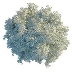 Tilia tomentosa tree plan, top view, cutout, 8k png, isolate, transparent background, Aerial blossoming tree presents beautiful spring foliage, ideal for design