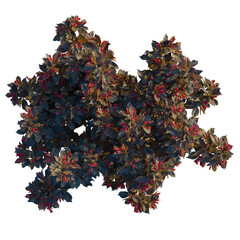 Weigela naomi campbell tree plan, top view, cutout, 8k png, isolate, transparent background,...