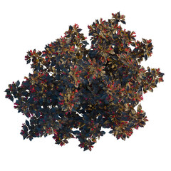 Weigela naomi campbell tree plan, top view, cutout, 8k png, isolate, transparent background, Lush...