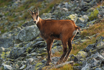 View of a nimble chamois stands alert amidst the rugged, rocky terrain, its coat blending with the earthy tones of the mountainside, Pribylina, Zilina Region, Slovakia.