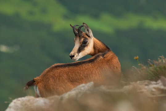 View of a Tatra chamois with its brown coat and curved horns turns its head on a rocky perch amidst blurred green hills, Pribylina, Zilina Region, Slovakia.