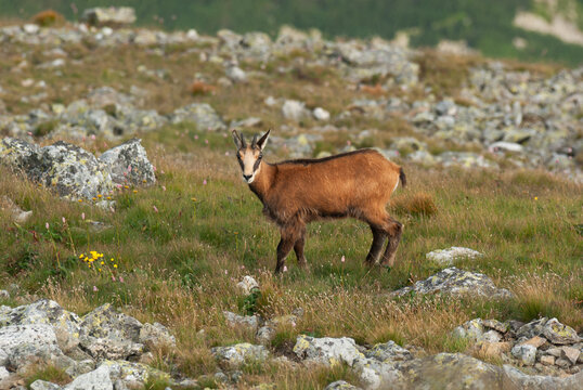 View of a Tatra chamois stands alert amidst the rocky terrain and verdant grasses, a striking contrast of textures and colors, Pribylina, Zilina Region, Slovakia.
