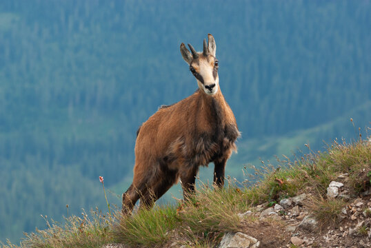 View of a solitary chamois stands proudly on a grassy slope, its dark fur contrasting against the soft greens of the distant mountains, Pribylina, Zilina Region, Slovakia.