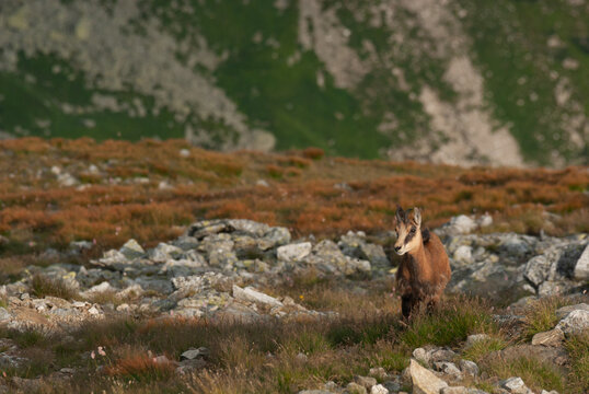 View of a solitary chamois stands amidst the rugged, rocky terrain under the warm glow of the sun, Pribylina, Zilina Region, Slovakia.