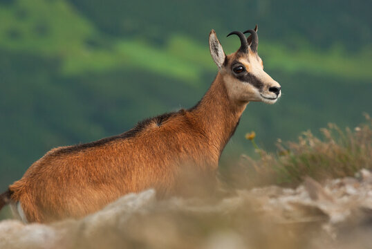 View of a Tatra chamois with striking black horns and a light face stands alert against a blurred green hillside, Pribylina, Zilina Region, Slovakia.