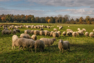 Flock of sheep in the pasture, rural Germany, outdoor background