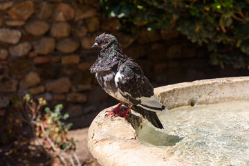 A wet Pigeon on a fountain in Malaga, Spain