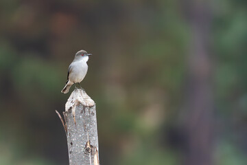 Fire-eyed Diucon, Pyrope pyrope, perched, Chile, South America