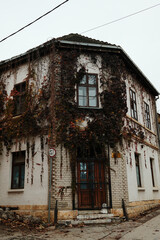 An entire corner building wrapped in dense ivy shows strong character and age. The scene conveys heritage and rustic charm. Sremski Karlovci town in Serbia in autumn season
