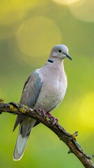 Fototapeta premium A close-up portrait of an elegant Eurasian Collared Dove perched on a lichen-covered branch against a soft, bright green bokeh background.