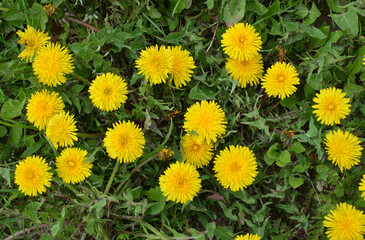 Obraz premium Dandelion (Taraxacum officinale) grows in nature in spring