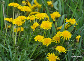 Dandelion (Taraxacum officinale) grows in nature in spring