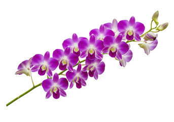 Obraz premium Isolated on a transparent background, a branch of vibrant purple orchid flowers on a long stem.
