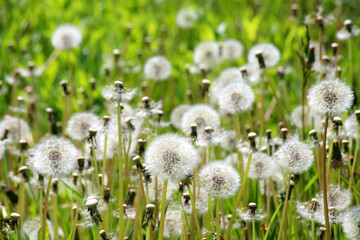 A dandelion faded in the meadow © orestligetka