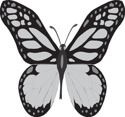 Vector illustration of a colorful flying monarch butterfly with beautiful wings isolated on a white background
