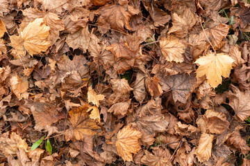Autumn foliage on the ground in several brown colors. Some green leaves are still looking through.
