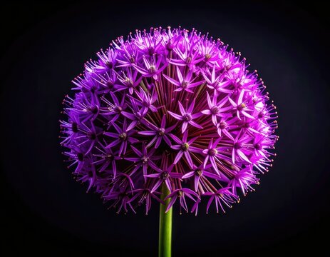 A vibrant purple allium flower head stands out dramatically against a dark background.