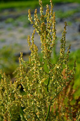 nasiona szczawiu na łodydze, owocostan szczawiu, zielone nasiona szczawiu na pędzie, Rumex, Rumex growing wild with green seeds on the stem
