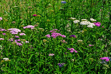 kolorowe krwawniki na łące lub na rabacie kwiatowej w ogrodzie, różowe, białe i czerwone krwawniki, kwitnący krwawnik pospolity, Achillea millefolium	
