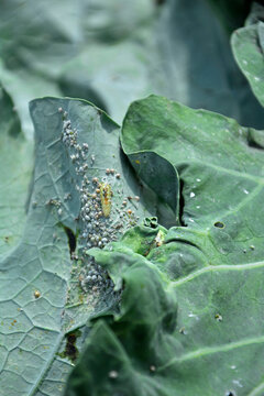 larwa bzyga na liściu, larwa bzyga zjadajaca mszyce, Bzygowate, Syrphidae, Hoverflies, hoverfly larvae, the larva of hoverflies that hunt aphids. A colony of aphids on a plant and their natural enemy	