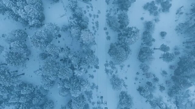 Aerial frosted tree avenue slow motion overhead reveal of linear tracks and snow-packed lanes, drone pilot scouting route, cool blue tones, rhythmic tree shadows, cinematic mood for season campaigns