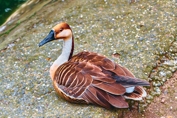 A beautiful brown duck resting on the ground
