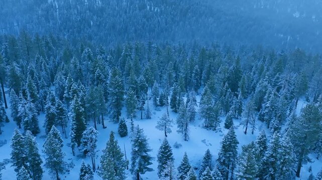 Winter forest scene, serene winter woods during blue hour, frozen forest with open clearings under soft evening glow, chilly winter woodland illuminated by gentle light during tranquil blue hour