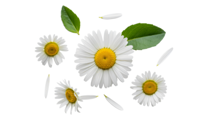 Delicate daisy blossoms with vibrant leaves create a modern floral design