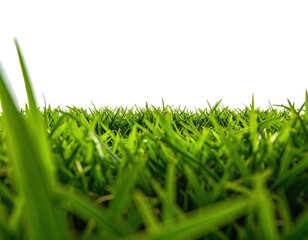 Close-up of lush green blades of grass against a solid black backdrop. Sunlight shines