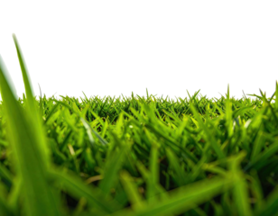 Close-up of lush green blades of grass against a solid black backdrop. Sunlight shines