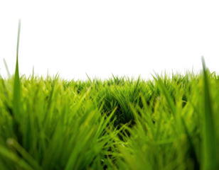 Close-up of vibrant, green grass blades with a clean black background