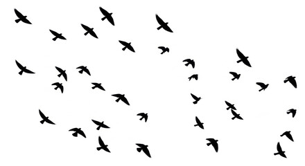 Fototapeta premium A large flock of small black birds rendered as crisp, stark silhouettes in dynamic flight poses against a transparent, minimalist background with copy space, symbolizing freedom and dynamic motion