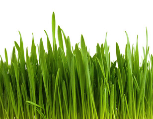 Close-up of vibrant, fresh green blades against a stark, black background