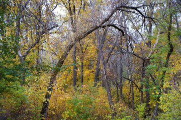 Trees with autumn leaves in an urban nature park.