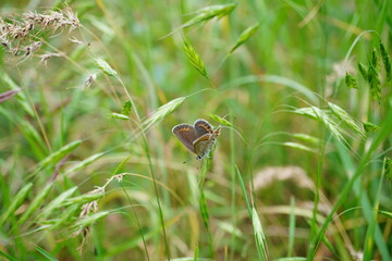 A small butterfly in wildflowers. Natural background. © Станислав 