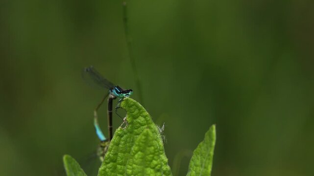 A pair of blue-tailed damselfly or common bluetail (Ischnura elegans) in copula and one is looking to you