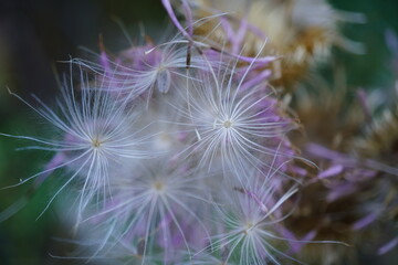 Fluffy dandelion in close-up. Natural background.