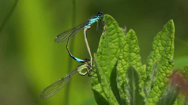 A pair of blue-tailed damselfly or common bluetail (Ischnura elegans) in copula