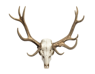 Overhead studio shot of a deer skull with large antlers, isolated against black