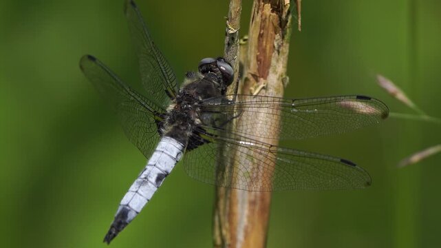 A male scarce chaser (Libellula fulva) sitting on a little branch.
