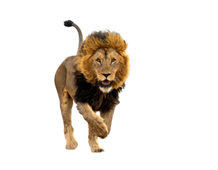 A majestic lion with a golden mane charges forward on a transparent background