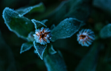 landscape with orange marigold flower buds covered with cold clear crystals of hoarfrost on a frosty morning in the garden