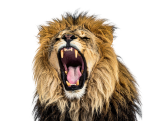 Close-up of majestic male big cat, roaring with mouth open and sharp teeth visible