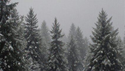 Fototapeta premium Snowy coniferous forest scene with falling flakes and diffused light